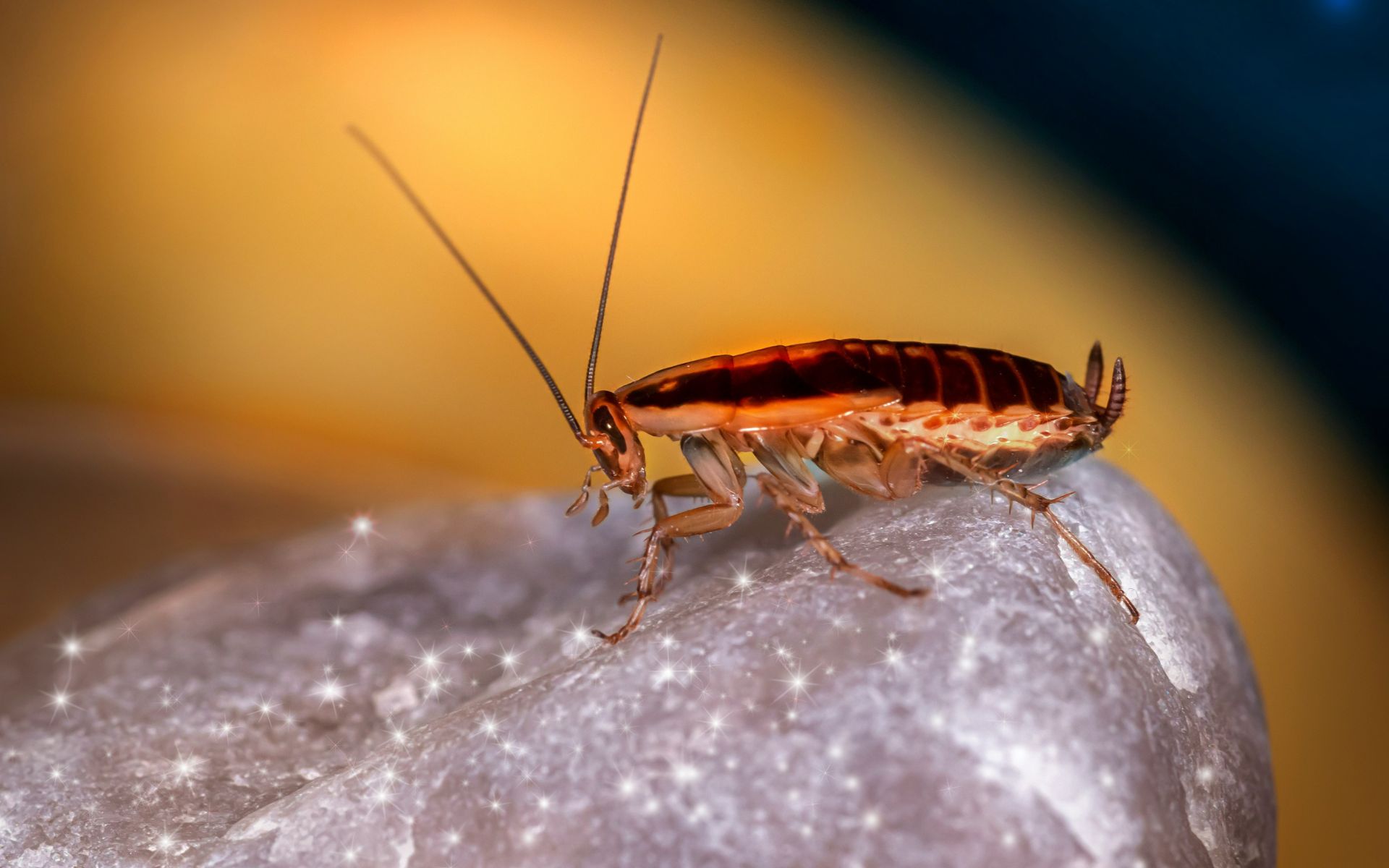 Insectokill Accueil Volants