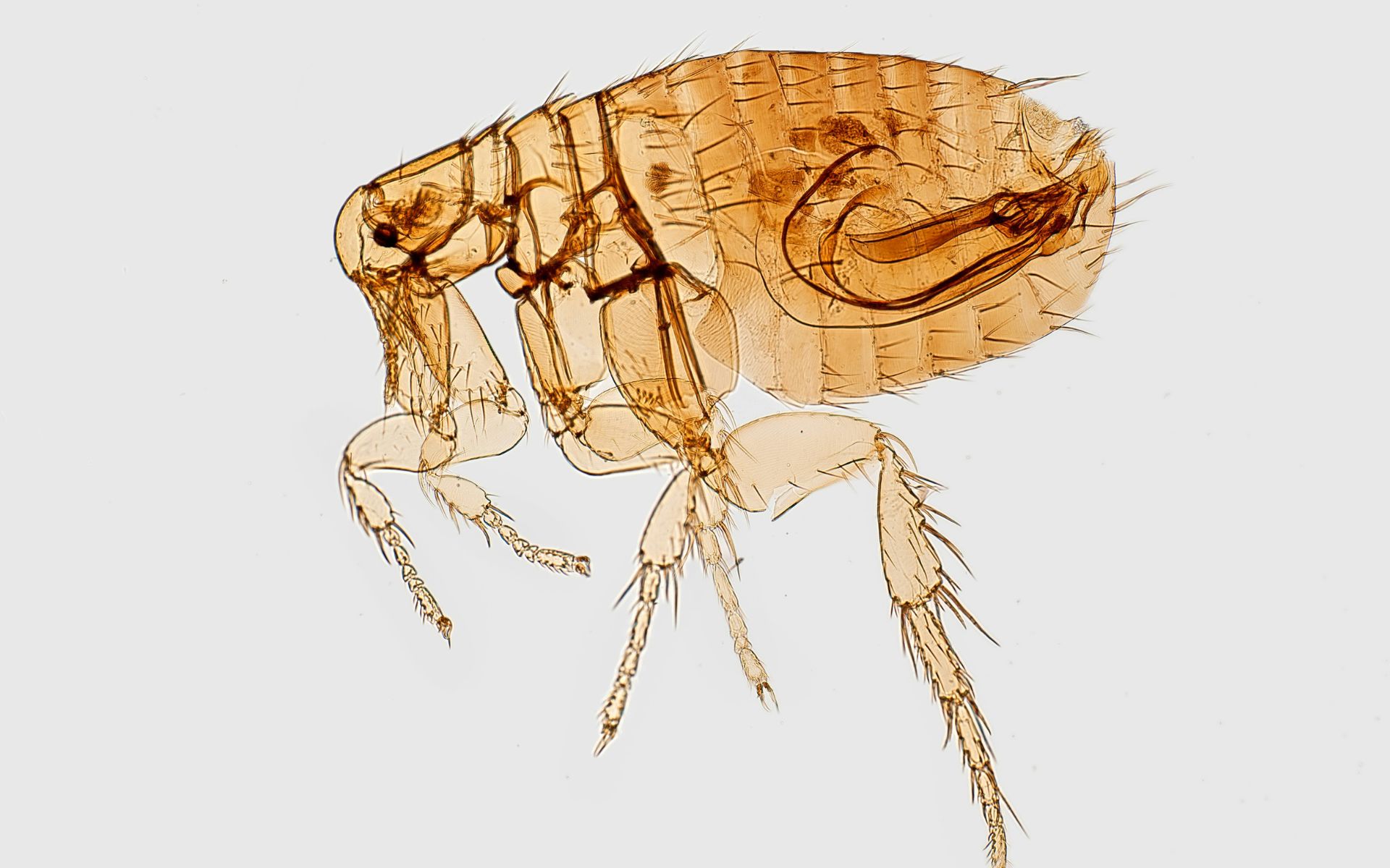 Insectokill Rampants Puces