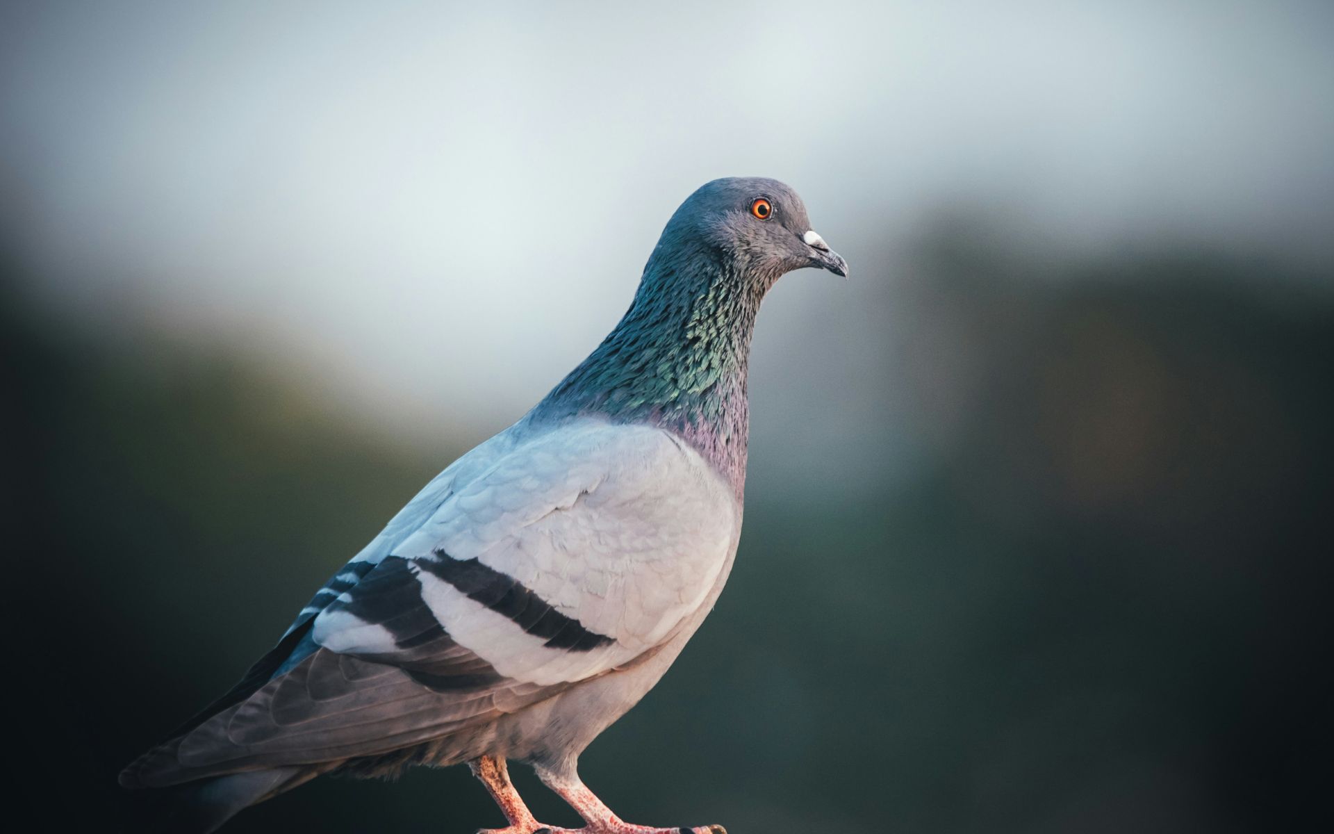 Insectokill Volatiles Pigeons