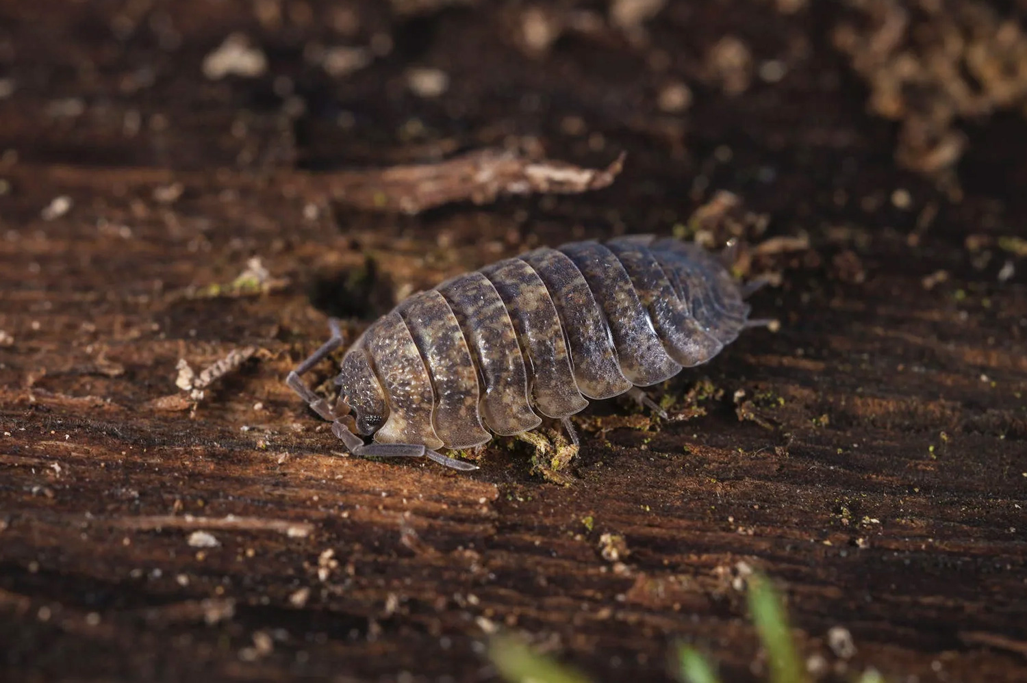 Isectokill Insectes Cloportes