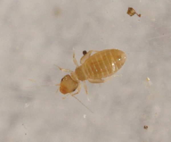 insectokill psoque