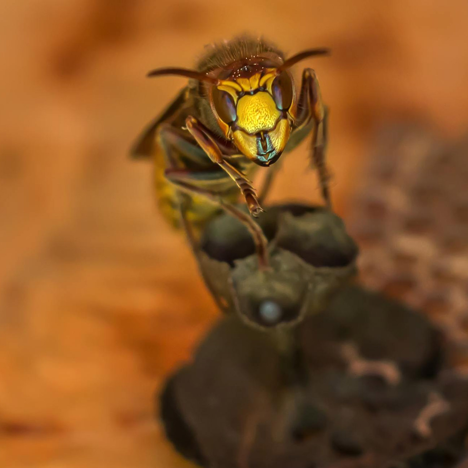 Isectokill Frelon asiatique Intervention a Fribourg